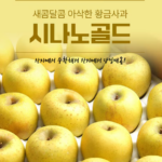 경북 시나노골드 황금사과 2kg 14~16과 AP0346542566461